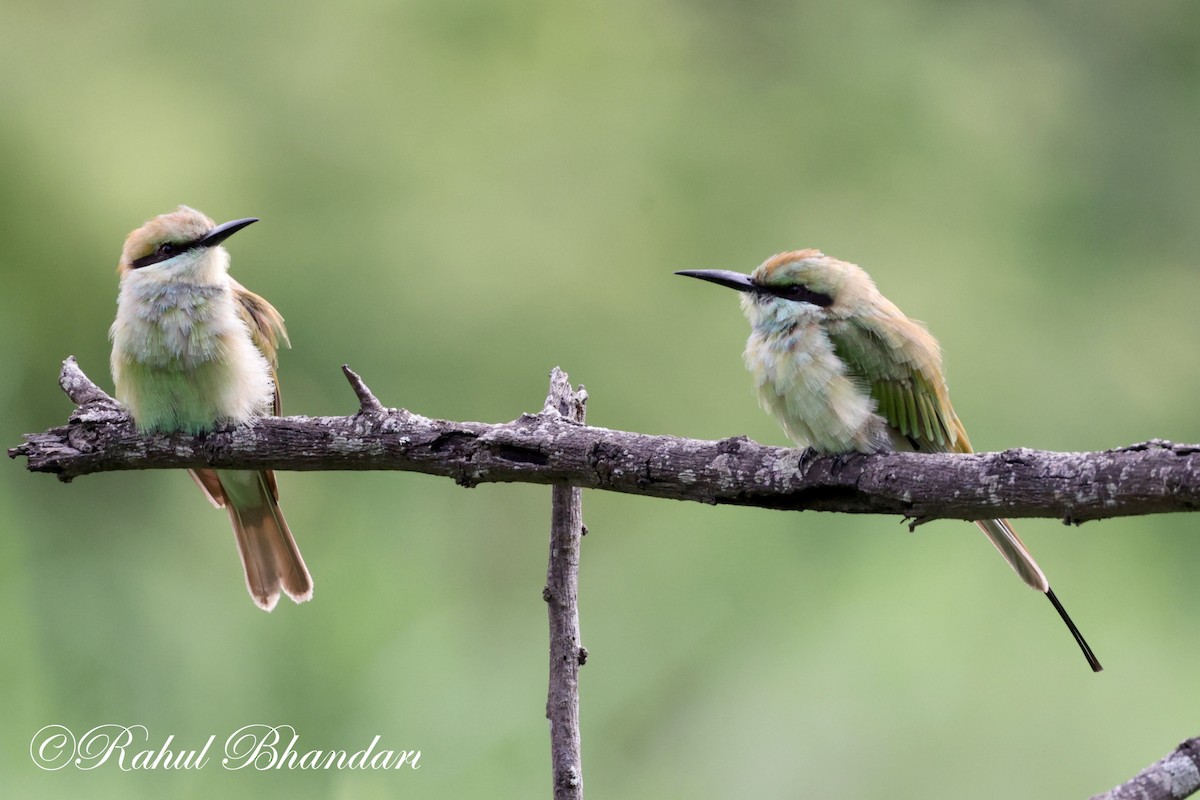 Asian Green Bee-eater - ML620613203