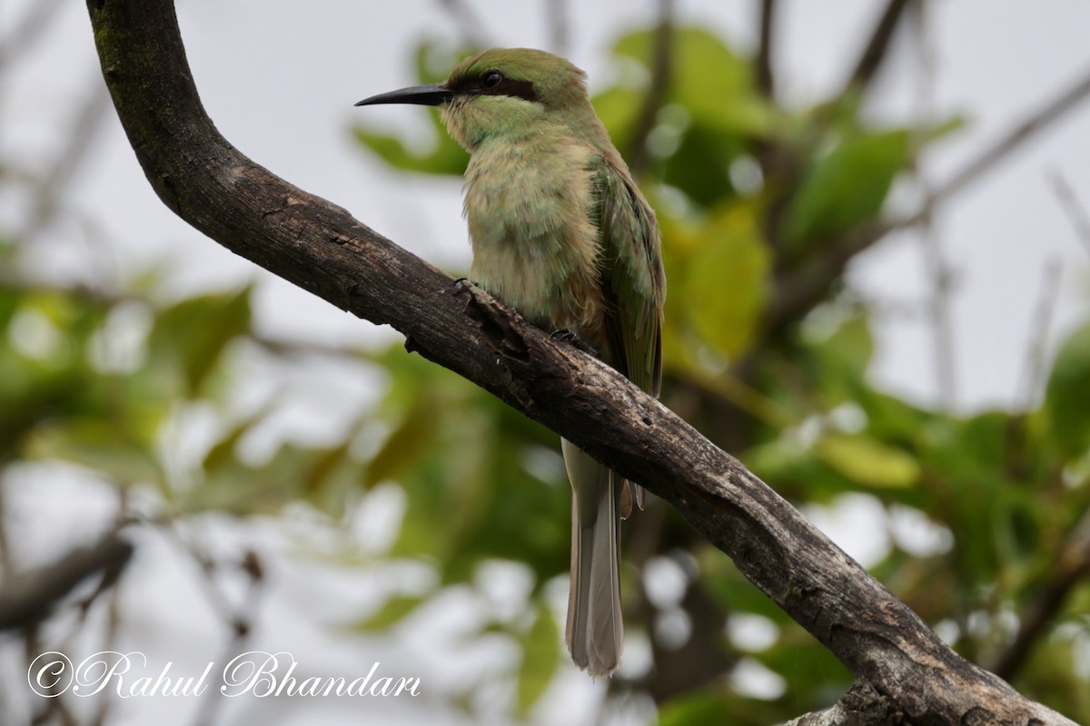 Asian Green Bee-eater - ML620613204