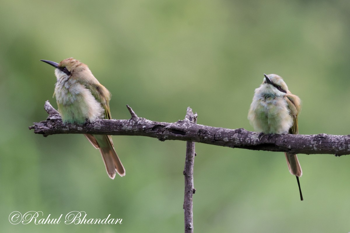 Asian Green Bee-eater - ML620613205