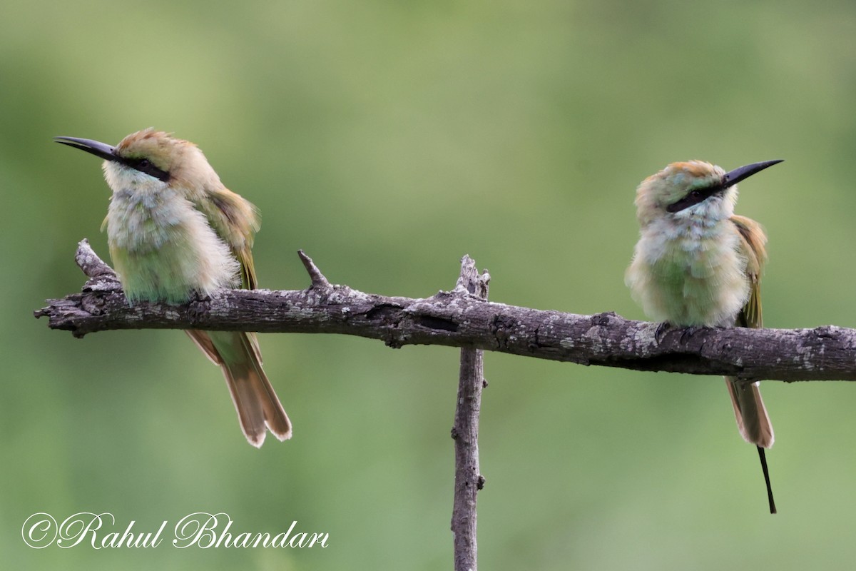 Asian Green Bee-eater - ML620613206