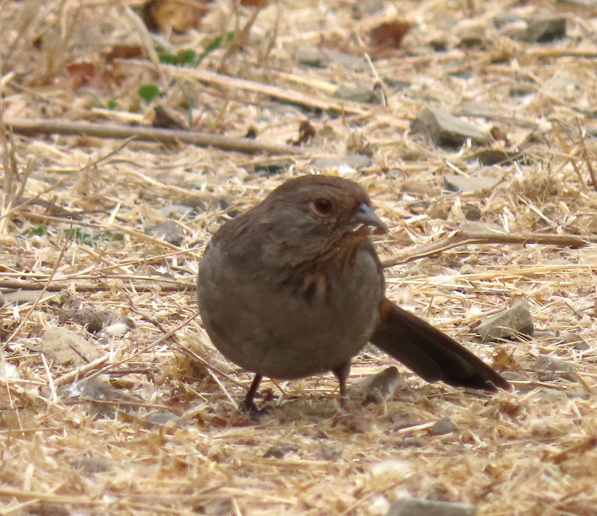 California Towhee - ML620613208