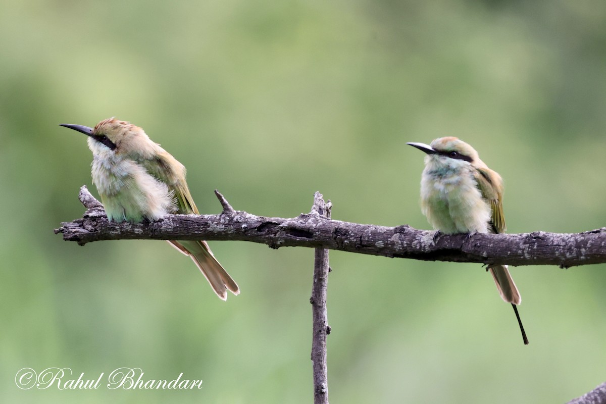 Asian Green Bee-eater - ML620613209