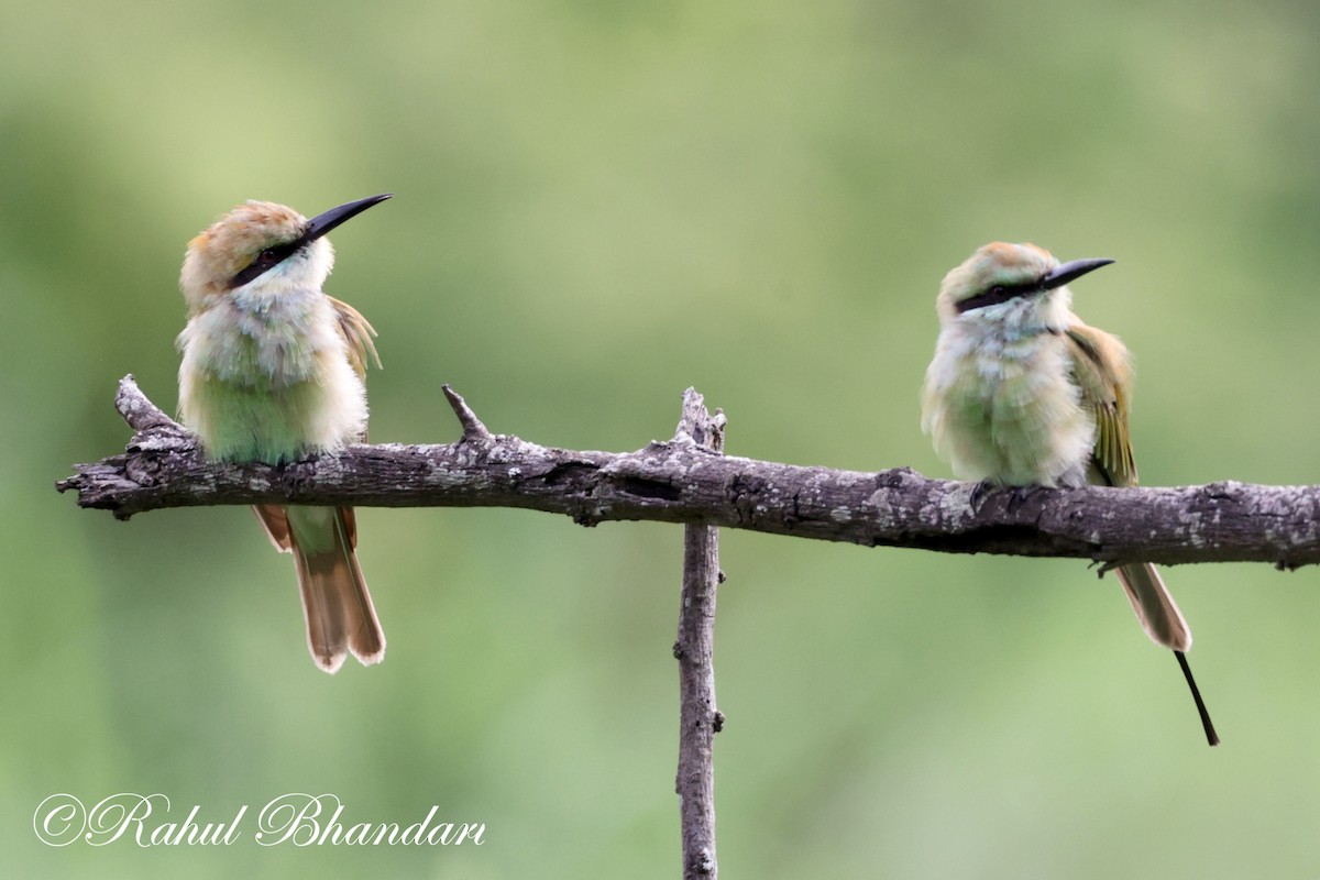 Asian Green Bee-eater - ML620613210