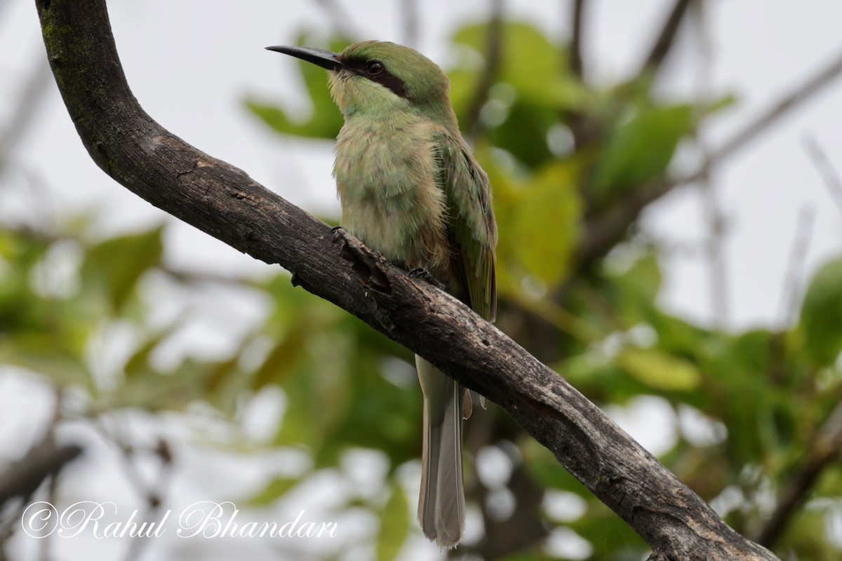 Asian Green Bee-eater - ML620613211