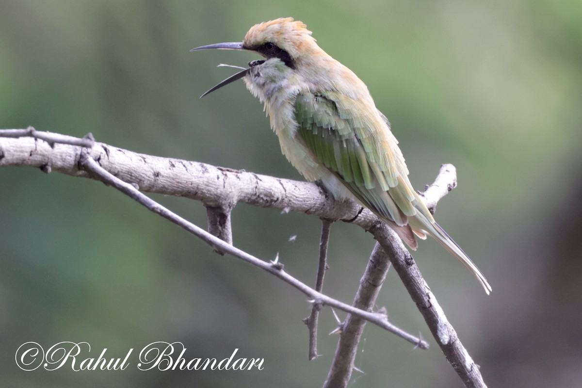 Asian Green Bee-eater - ML620613214