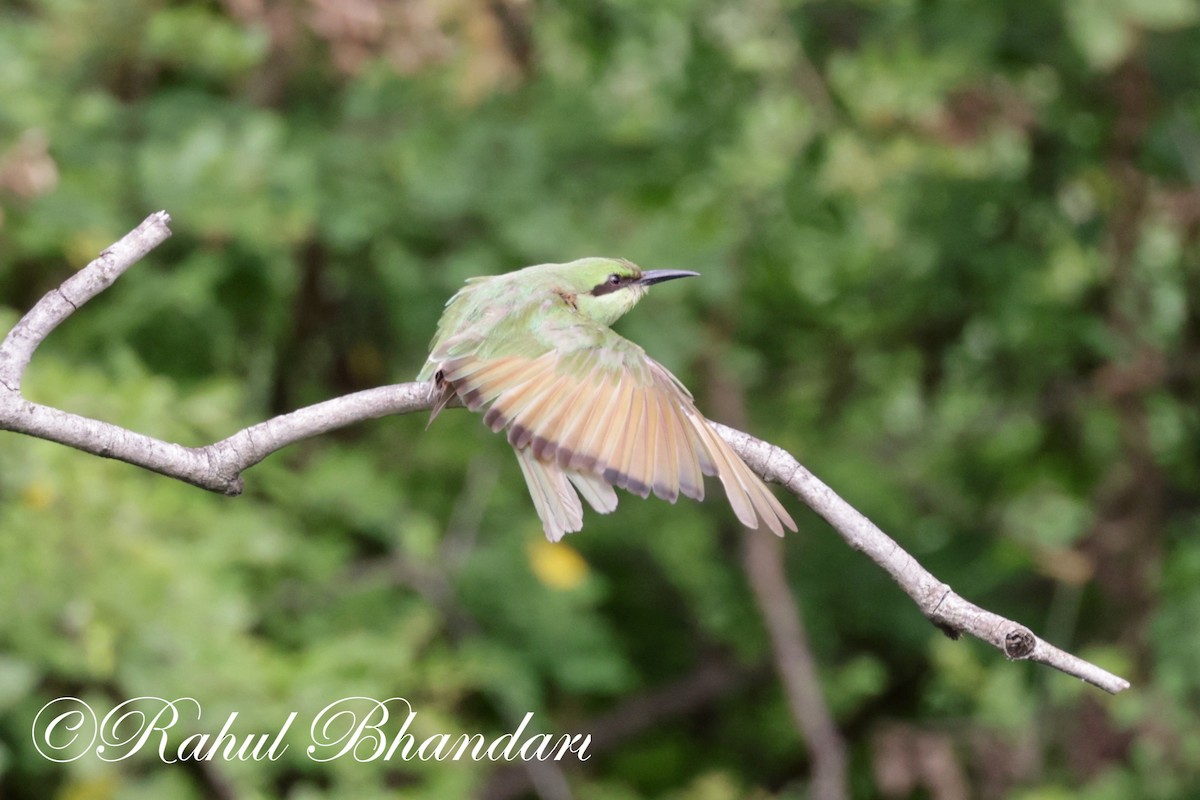 Asian Green Bee-eater - Rahul Bhandari