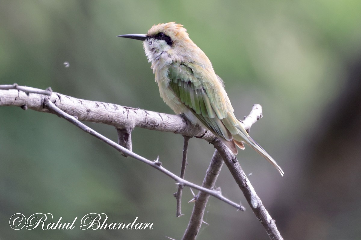 Asian Green Bee-eater - Rahul Bhandari