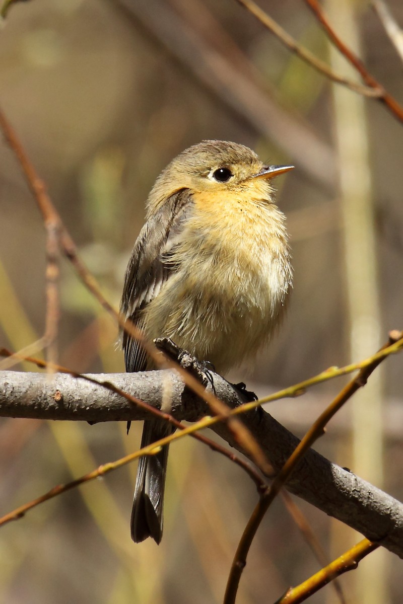 Buff-breasted Flycatcher - ML620613217