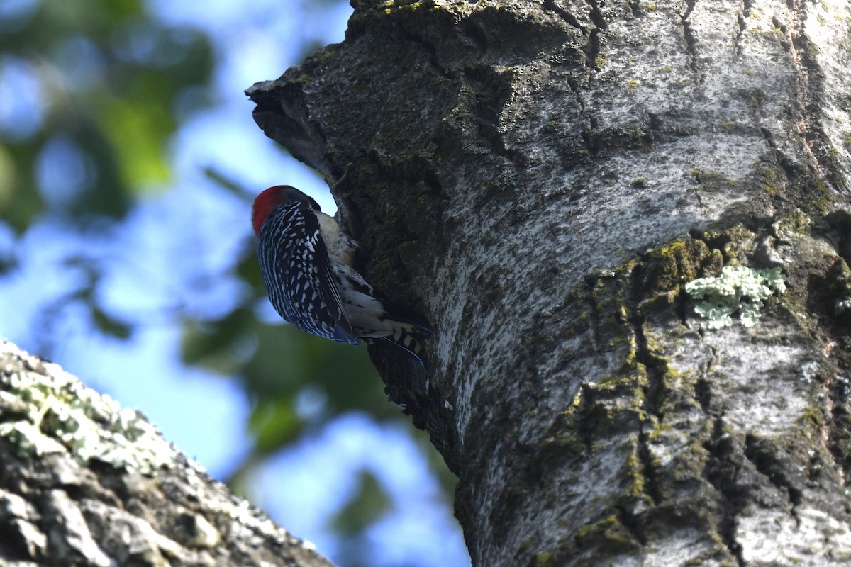 Red-bellied Woodpecker - ML620613219