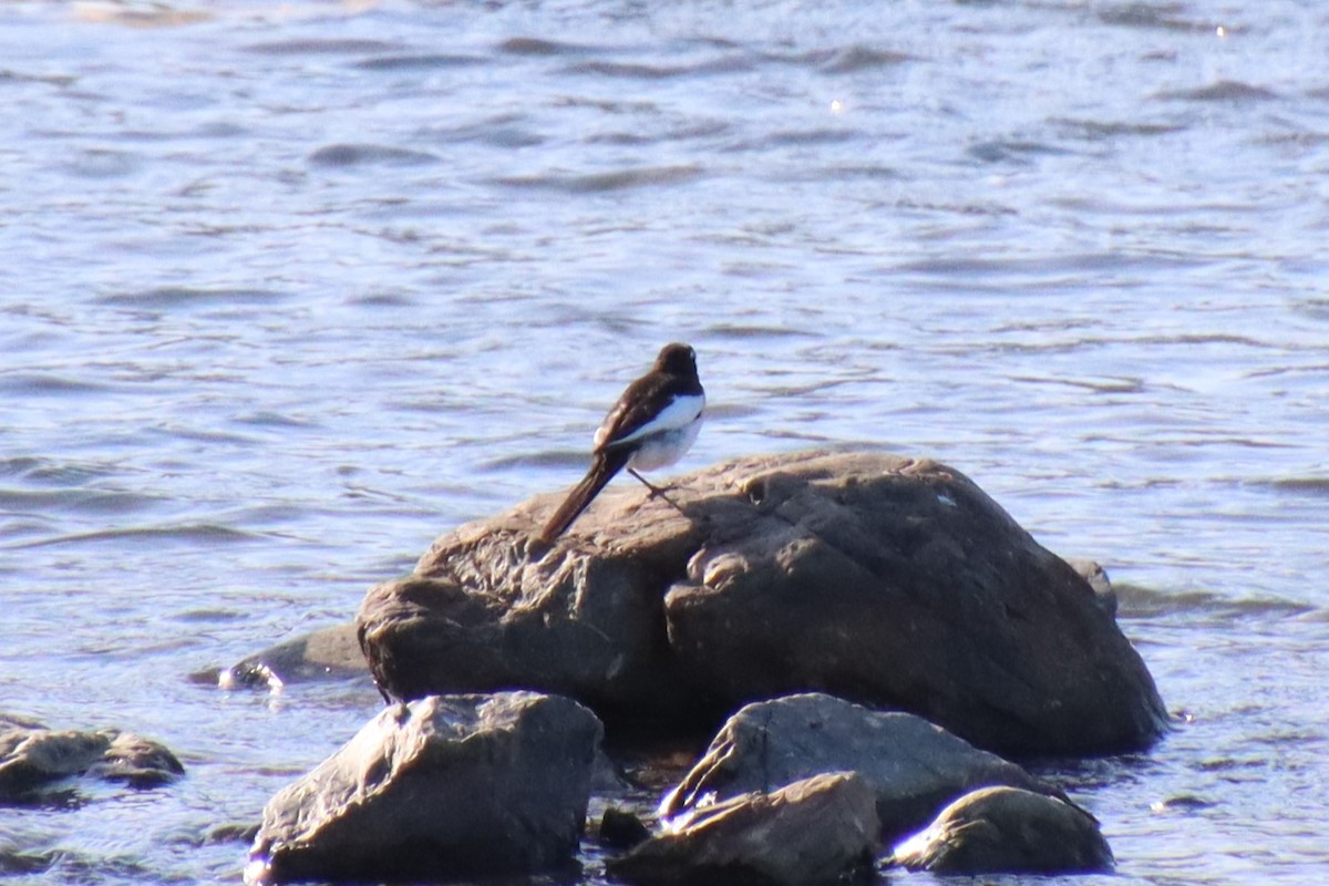 Japanese Wagtail - ML620613225