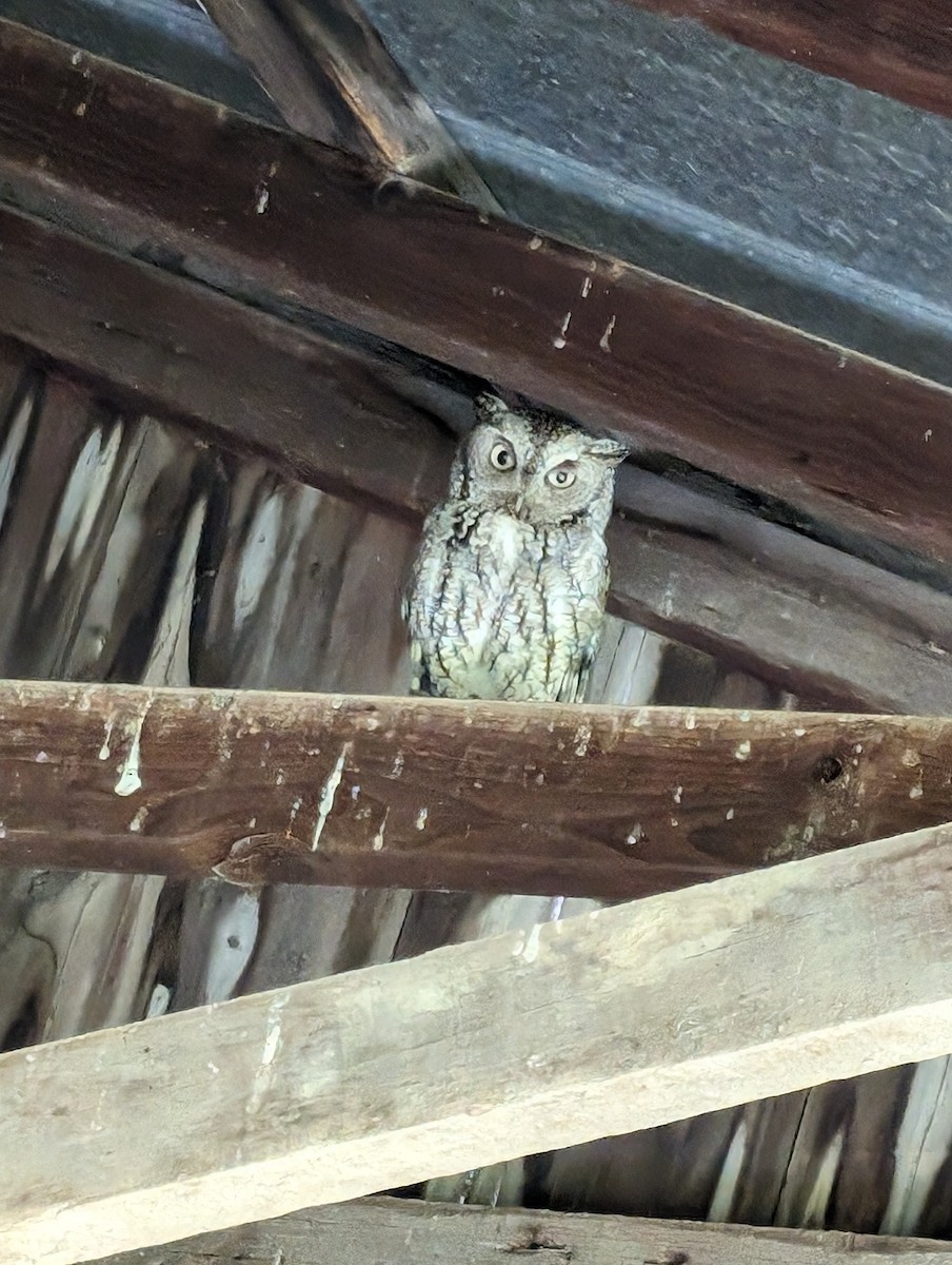 Eastern Screech-Owl - ML620613227