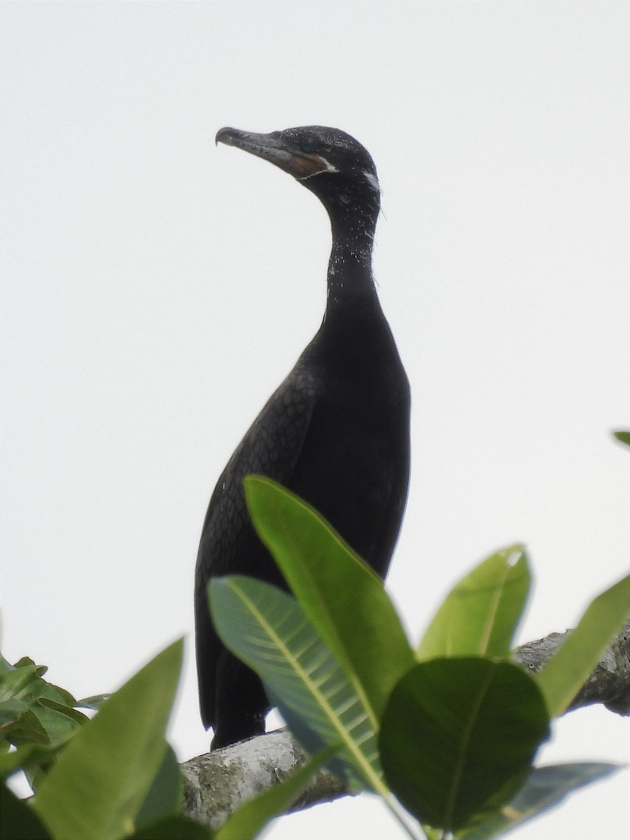 Neotropic Cormorant - ML620613228