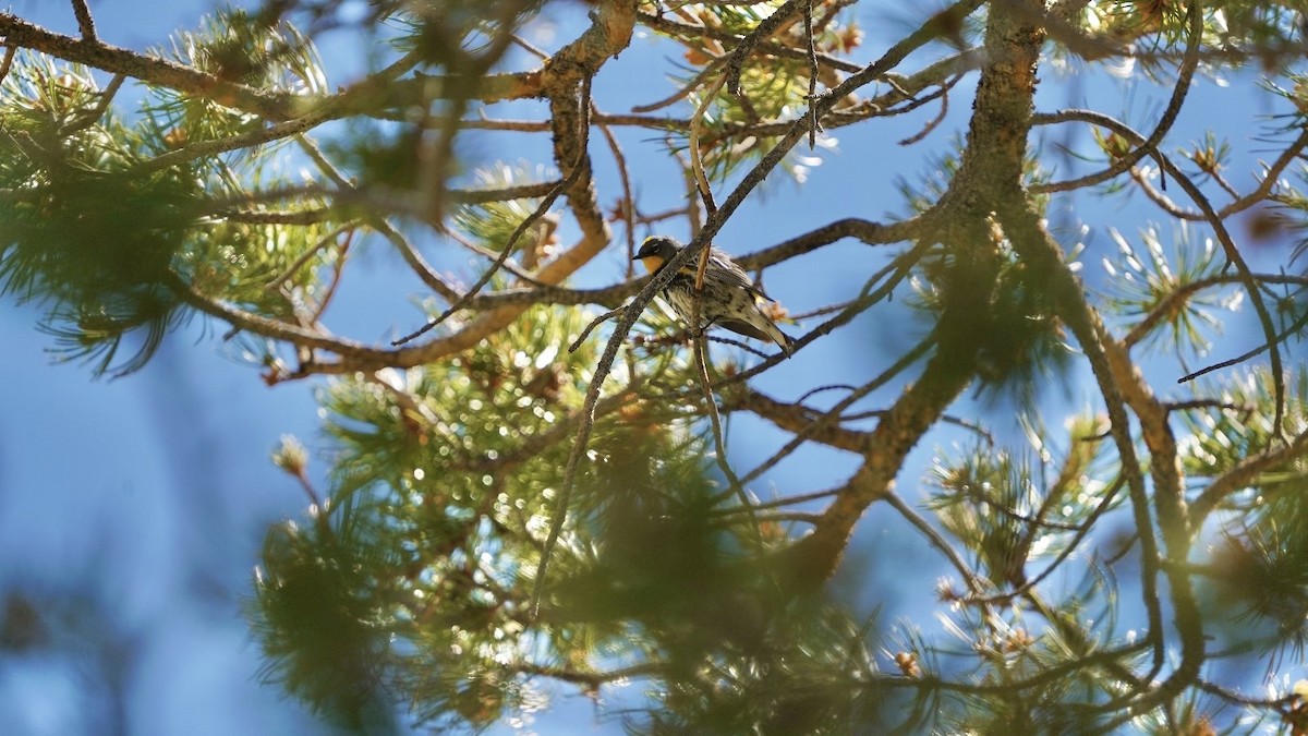 Yellow-rumped Warbler - ML620613230