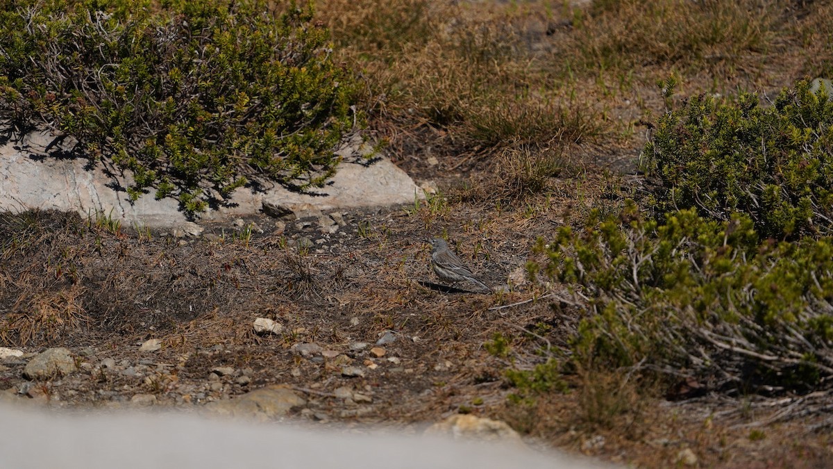 Yellow-rumped Warbler - ML620613231