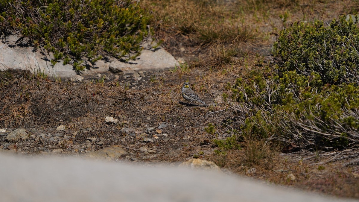 Yellow-rumped Warbler - ML620613232