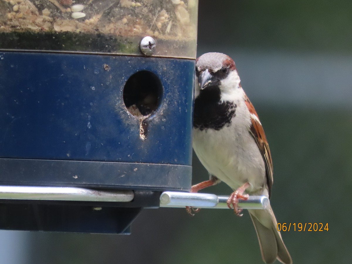 House Sparrow - ML620613233