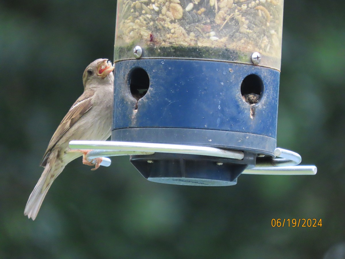 House Sparrow - ML620613234