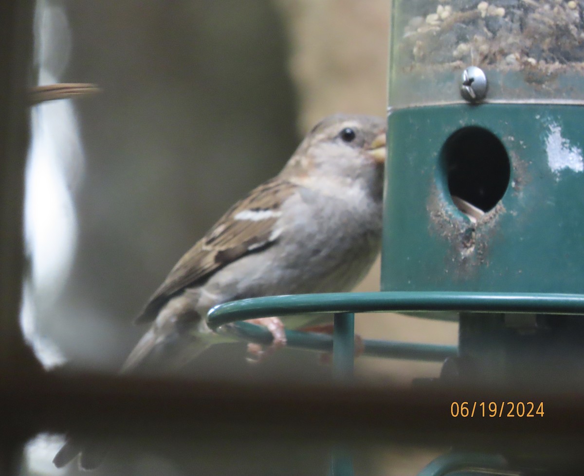 House Sparrow - ML620613235