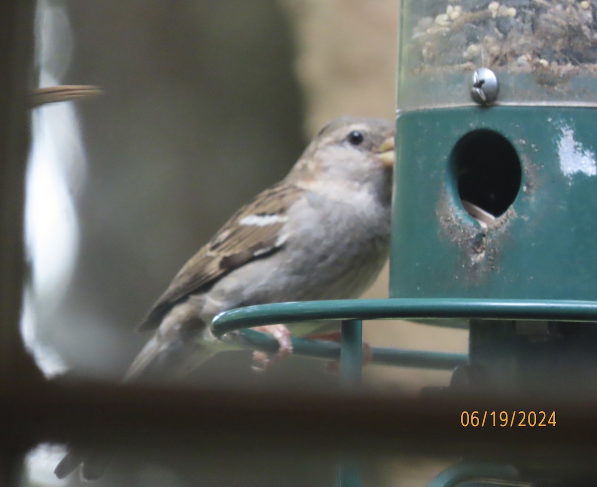 Moineau domestique - ML620613235