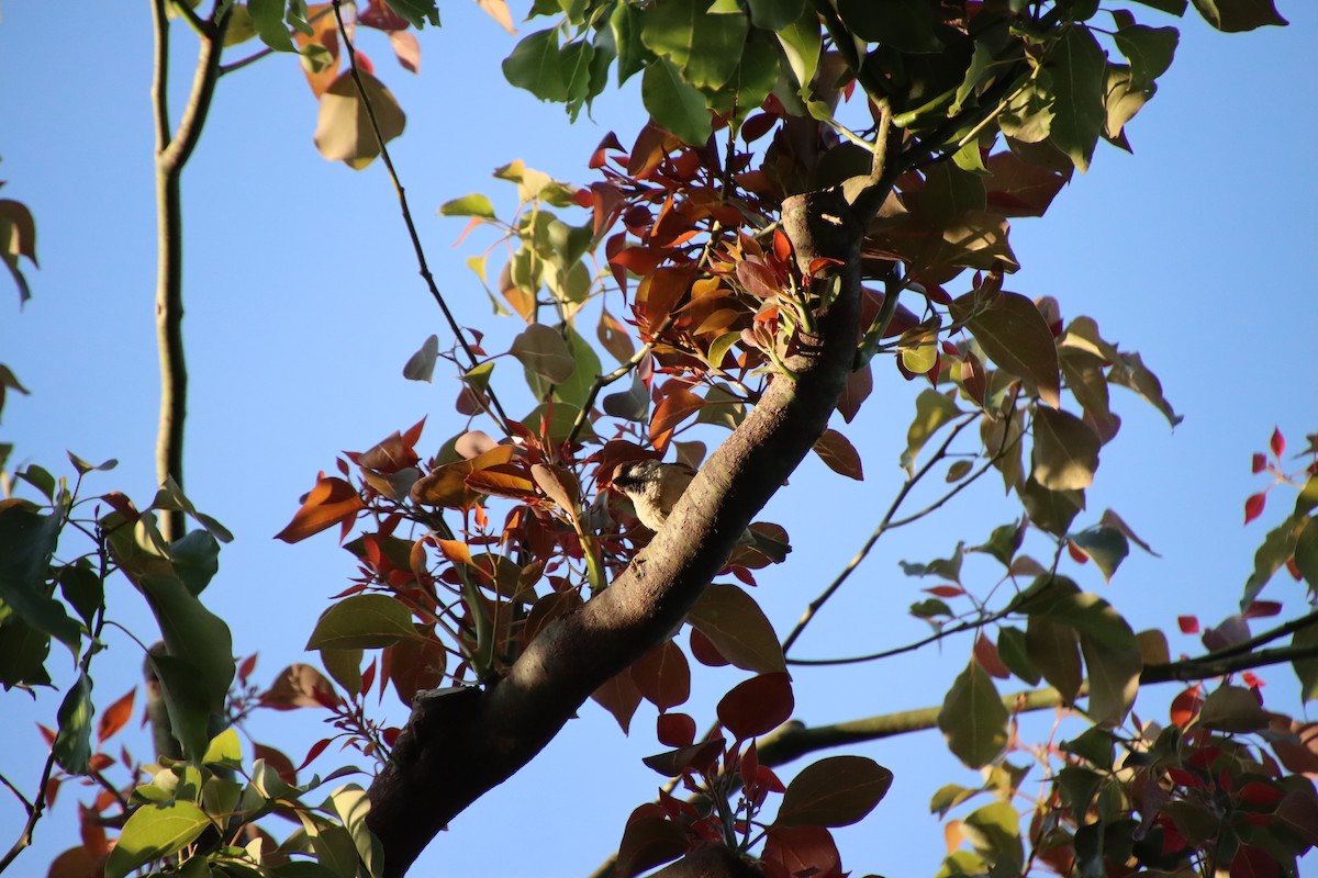 Eurasian Tree Sparrow - ML620613237