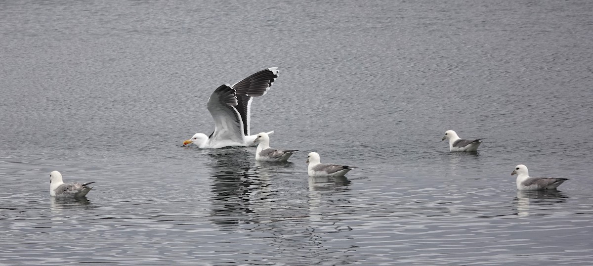 Great Black-backed Gull - ML620613238