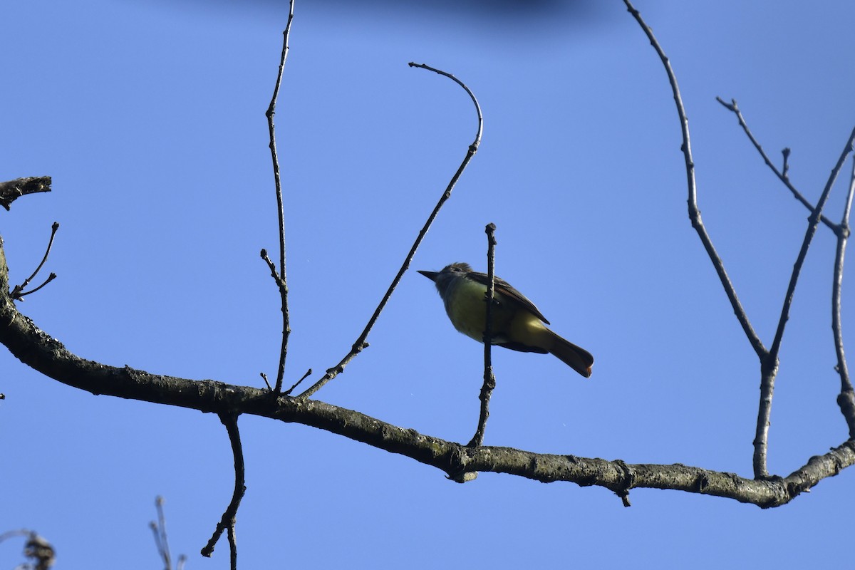 Great Crested Flycatcher - ML620613241