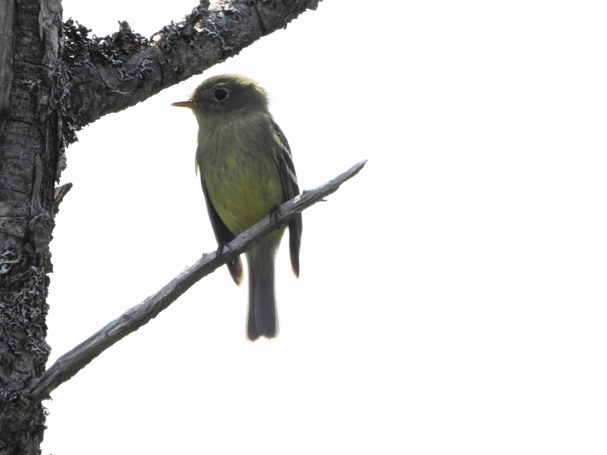 Moucherolle à ventre jaune - ML620613242