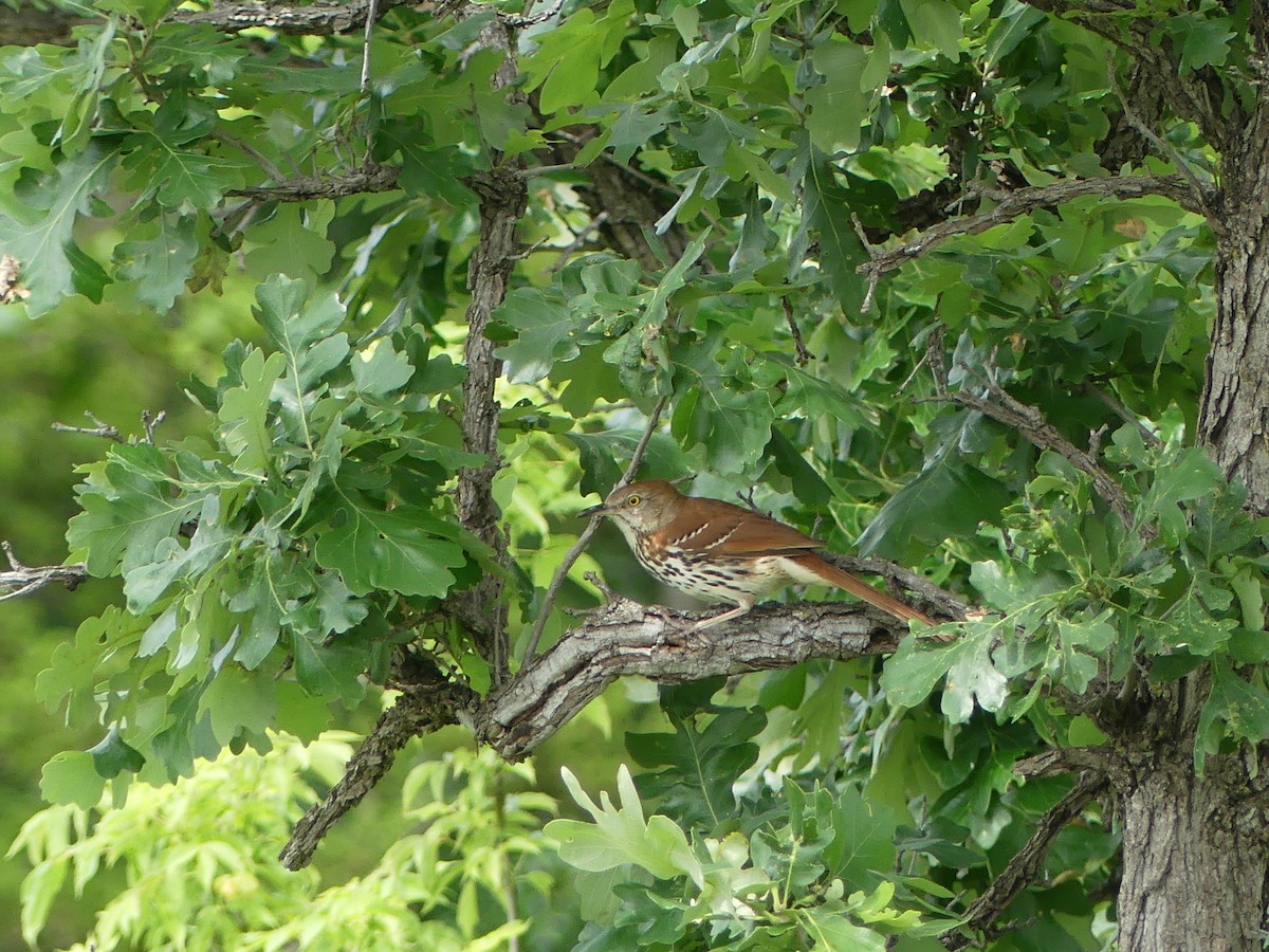 Brown Thrasher - ML620613249