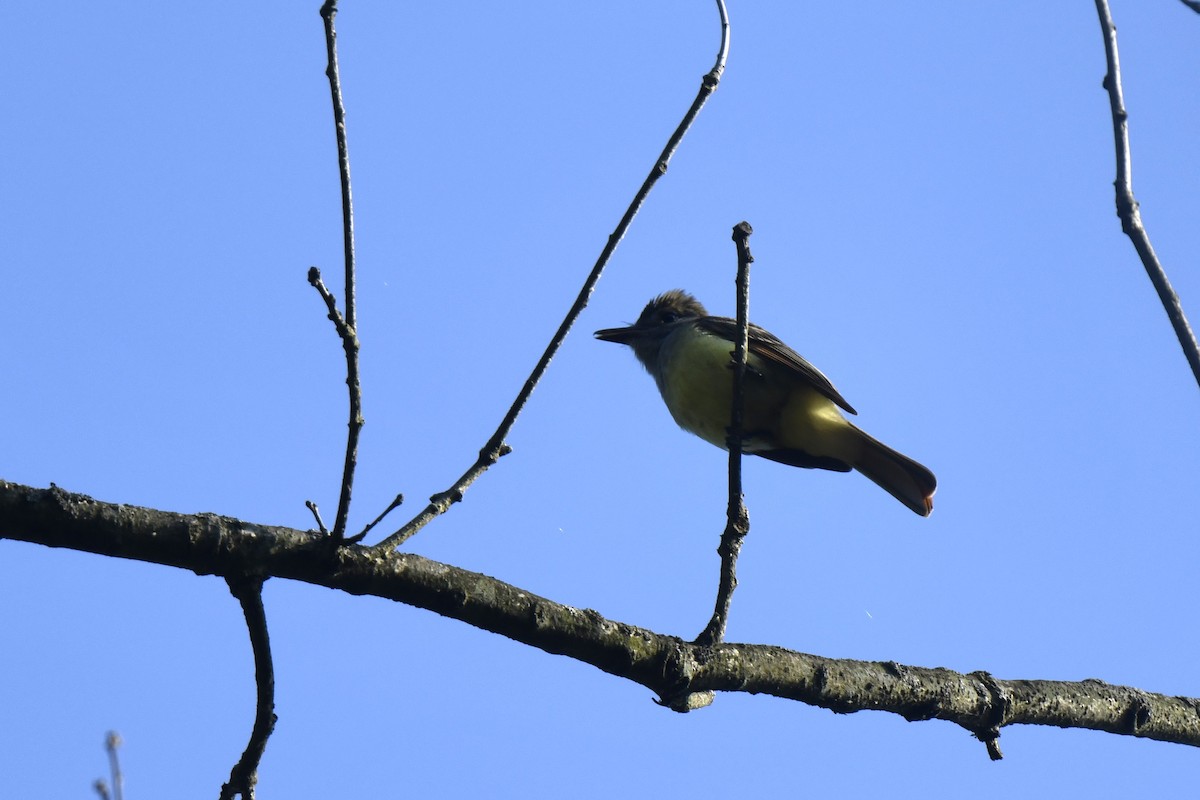 Great Crested Flycatcher - ML620613250