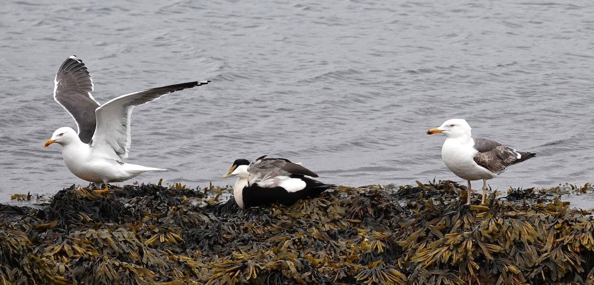 Lesser Black-backed Gull - ML620613251