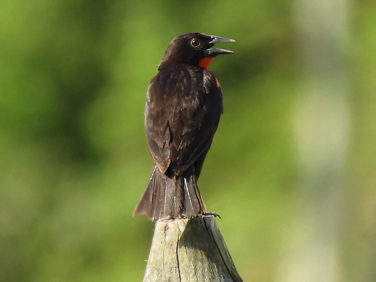 Red-breasted Meadowlark - ML620613252