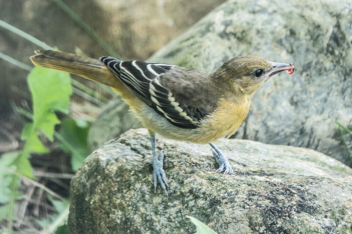 Baltimore Oriole - ML620613257