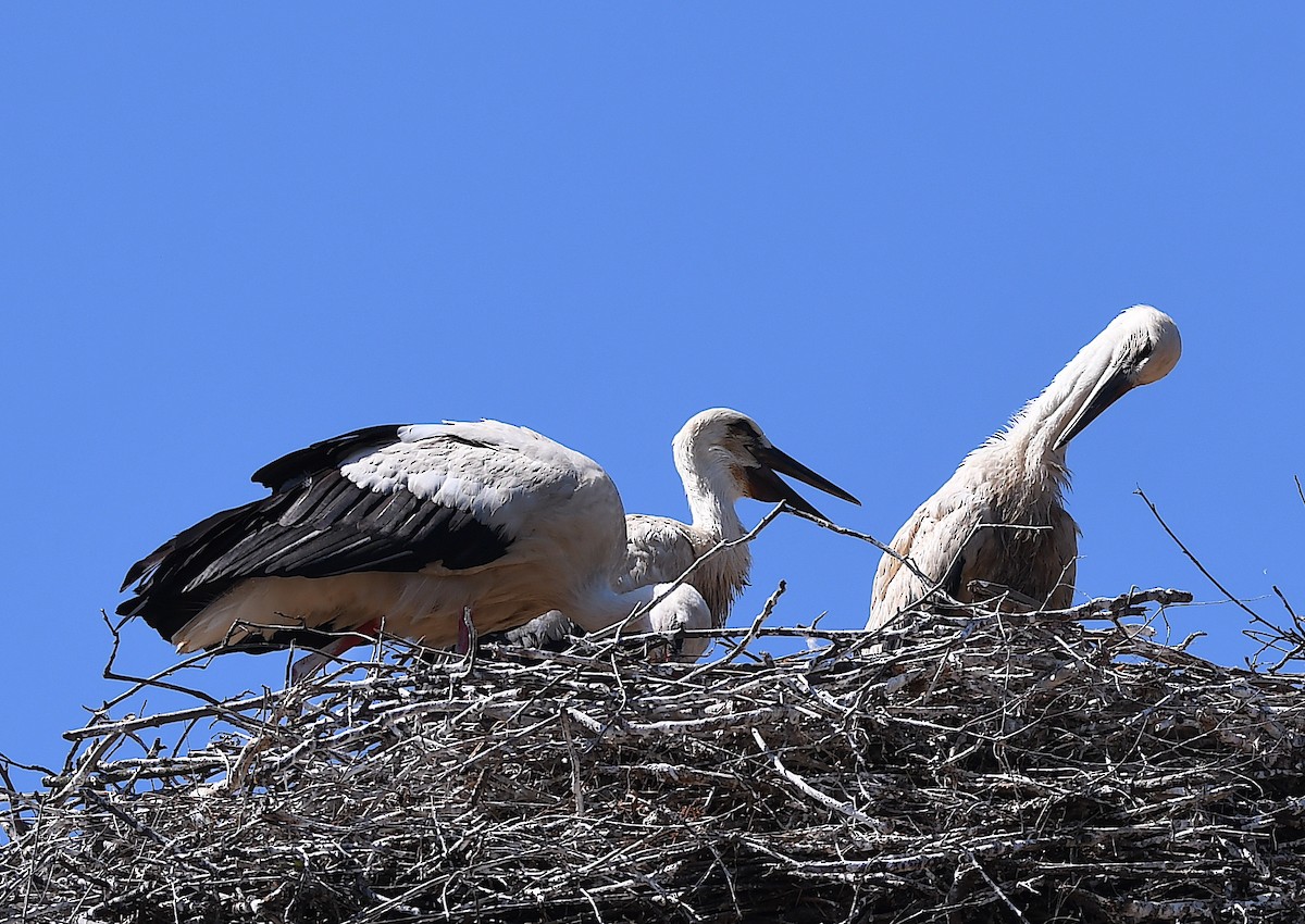 White Stork - ML620613259