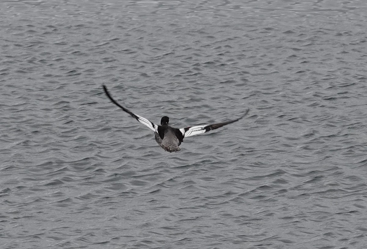 Red-breasted Merganser - ML620613267