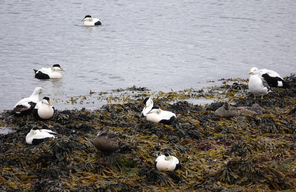 Common Eider - Diane Stinson