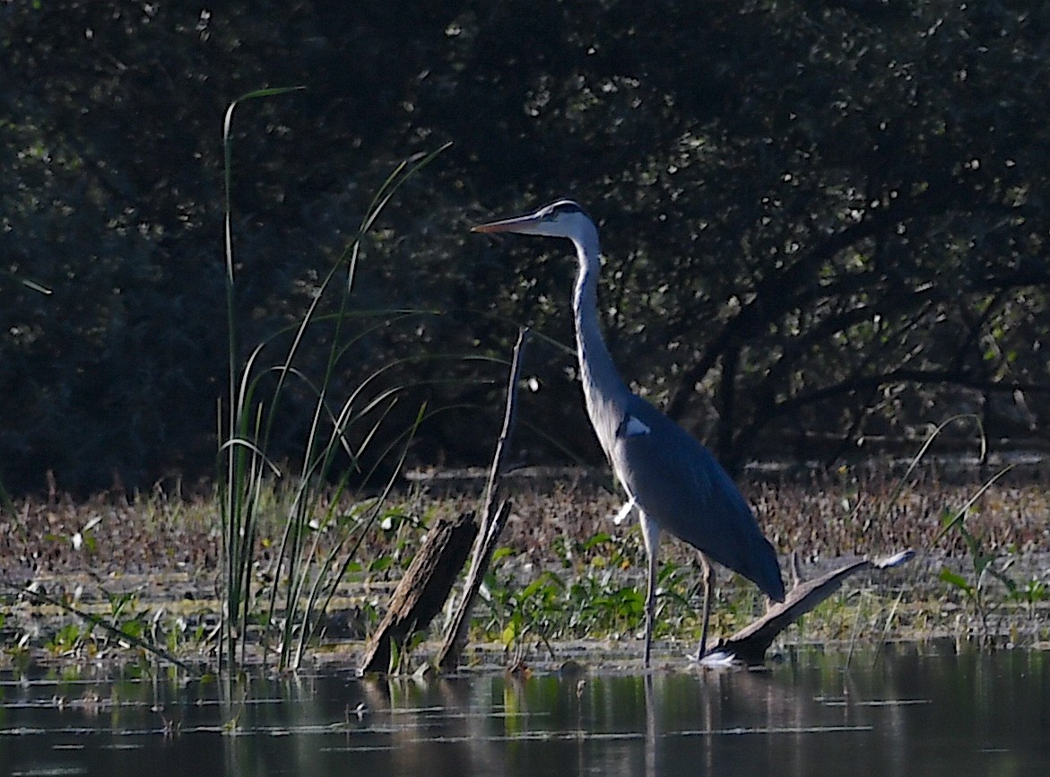 Gray Heron - ML620613271