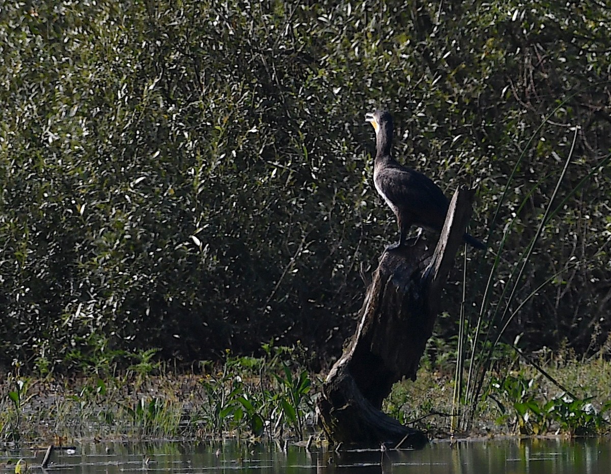 Great Cormorant - ML620613272