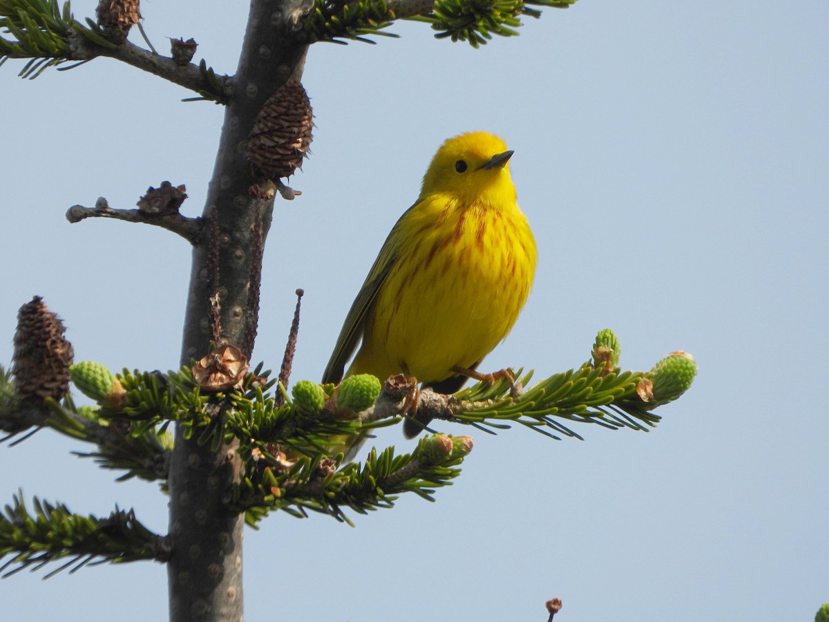 Yellow Warbler - ML620613273