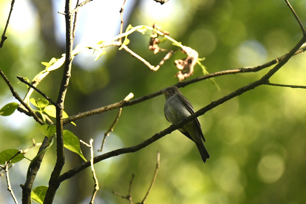 Eastern Wood-Pewee - ML620613278