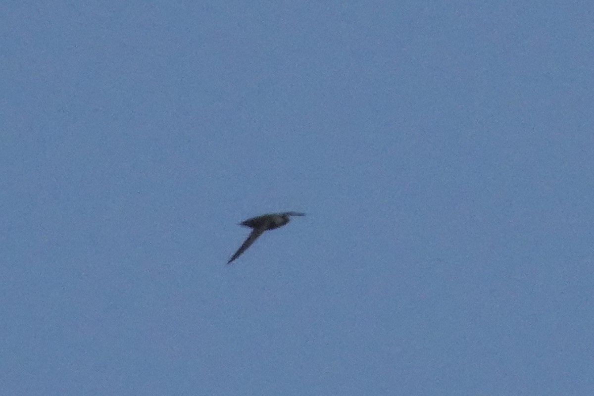 Chimney Swift - Gilbert Bouchard