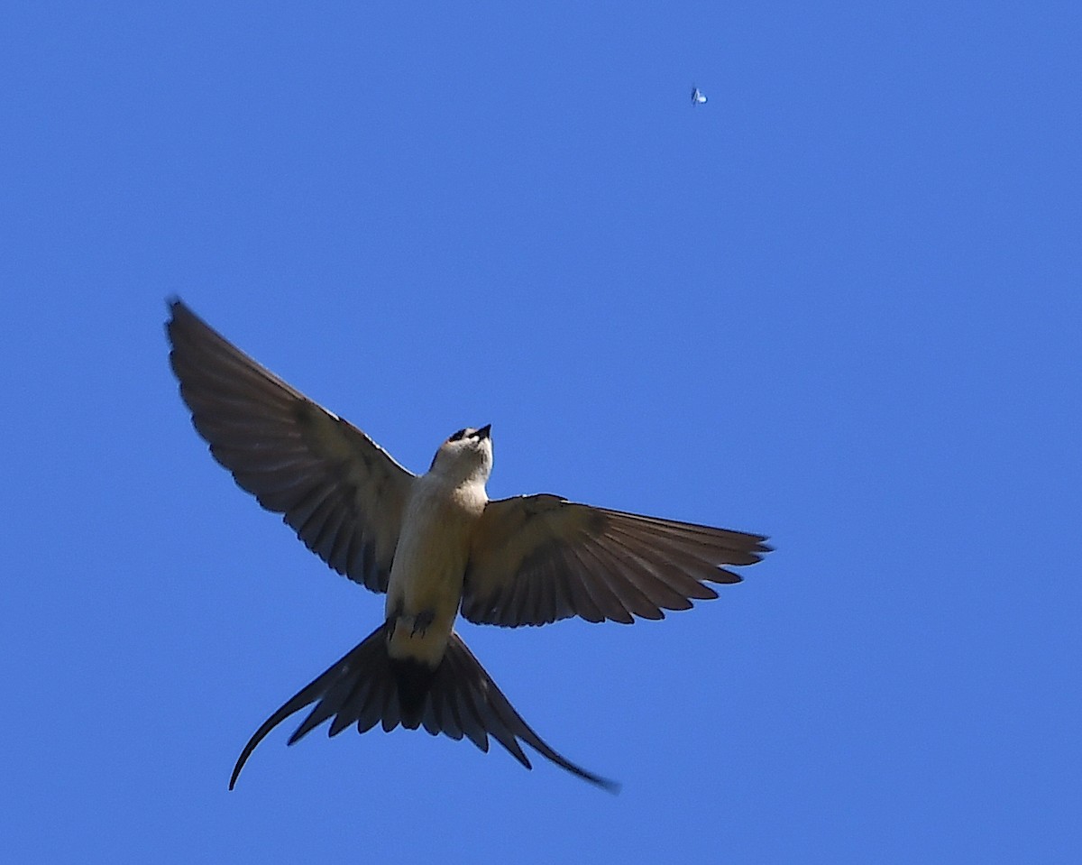 Red-rumped Swallow - Василий Калиниченко