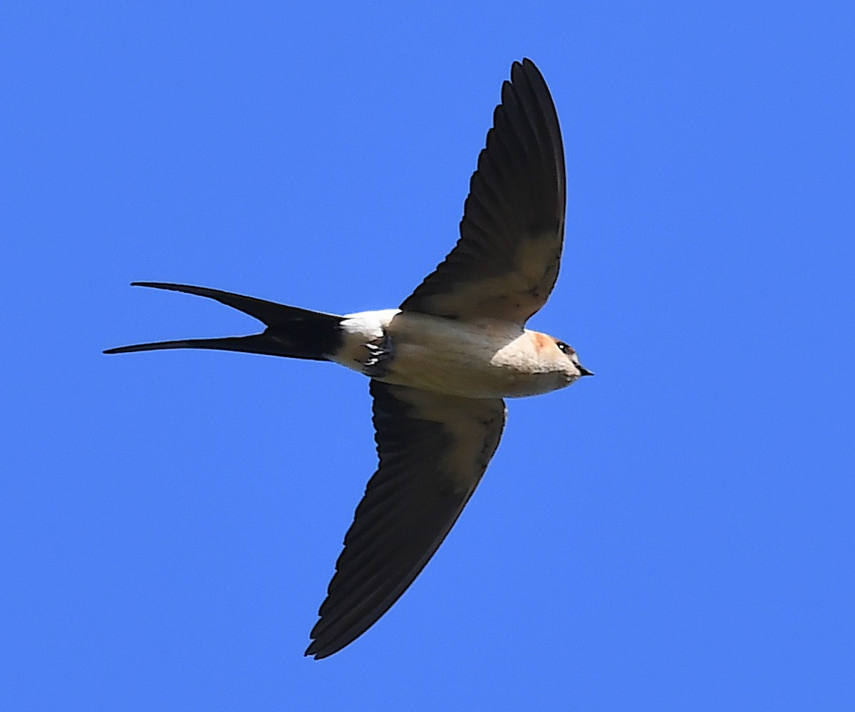 Red-rumped Swallow - Василий Калиниченко