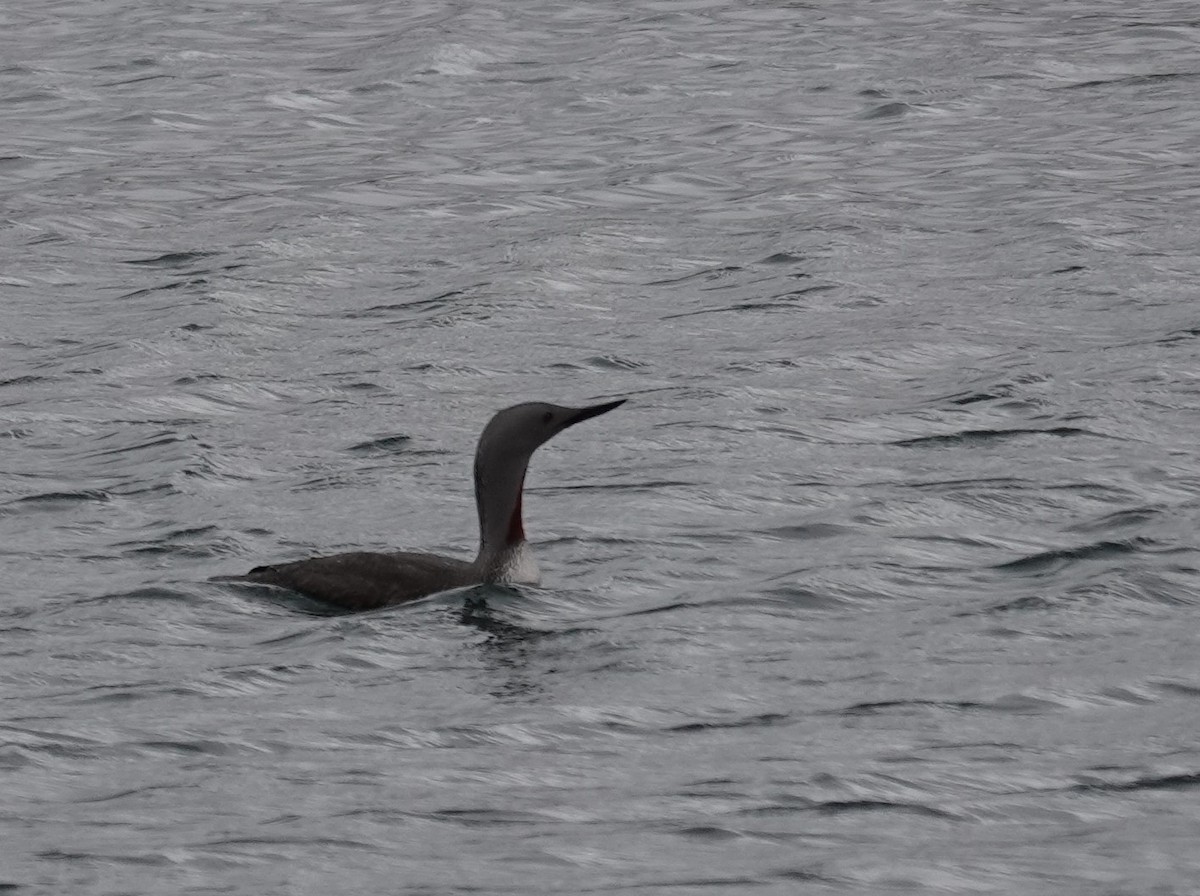 Red-throated Loon - Diane Stinson