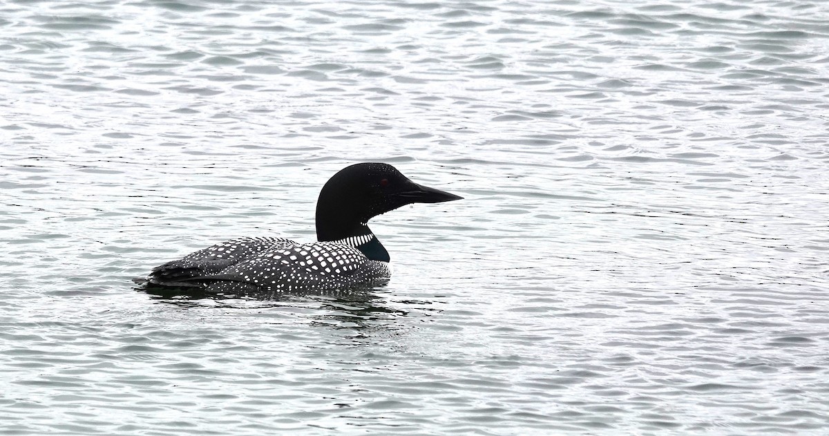 Common Loon - Diane Stinson