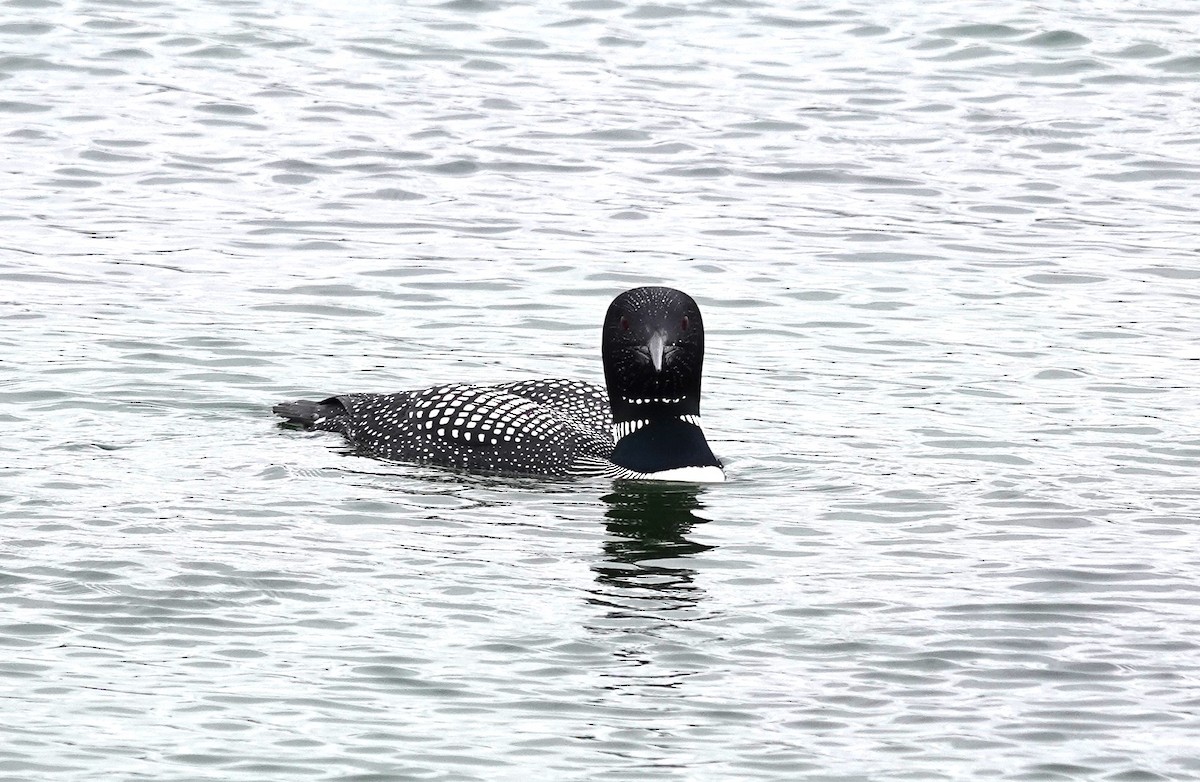 Common Loon - ML620613293