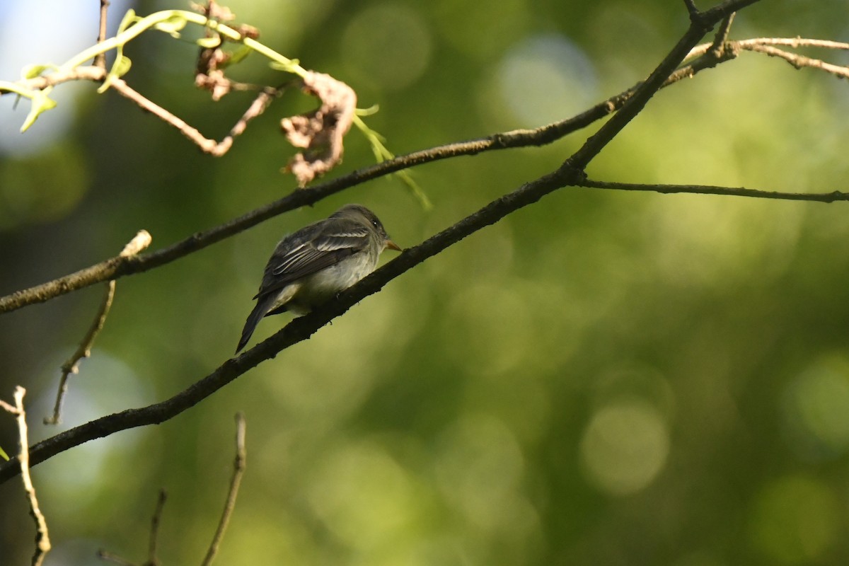 Eastern Wood-Pewee - ML620613294