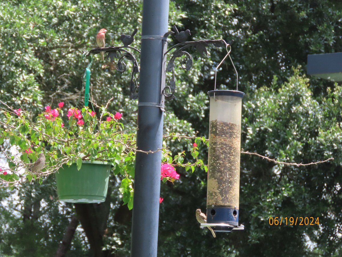 House Finch - ML620613306