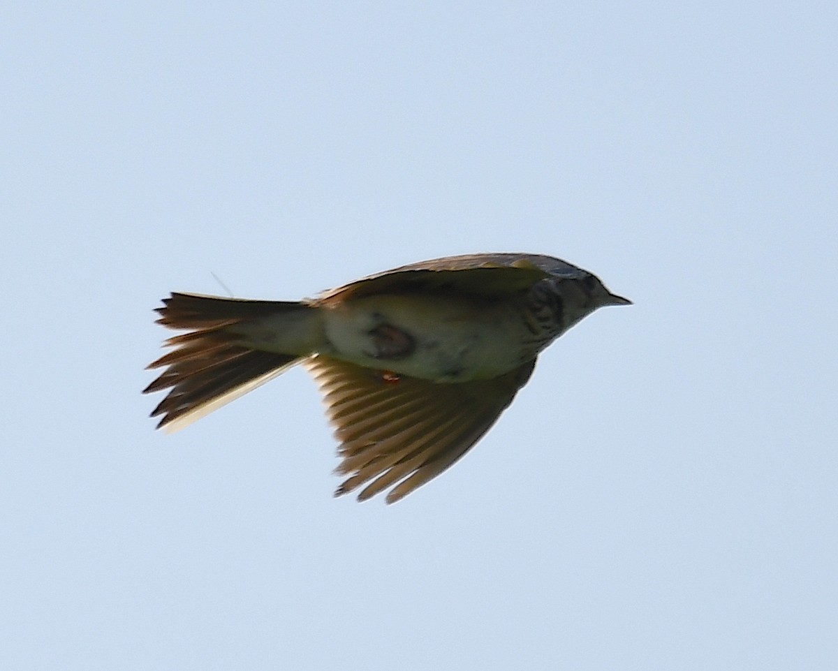 Eurasian Skylark - ML620613308