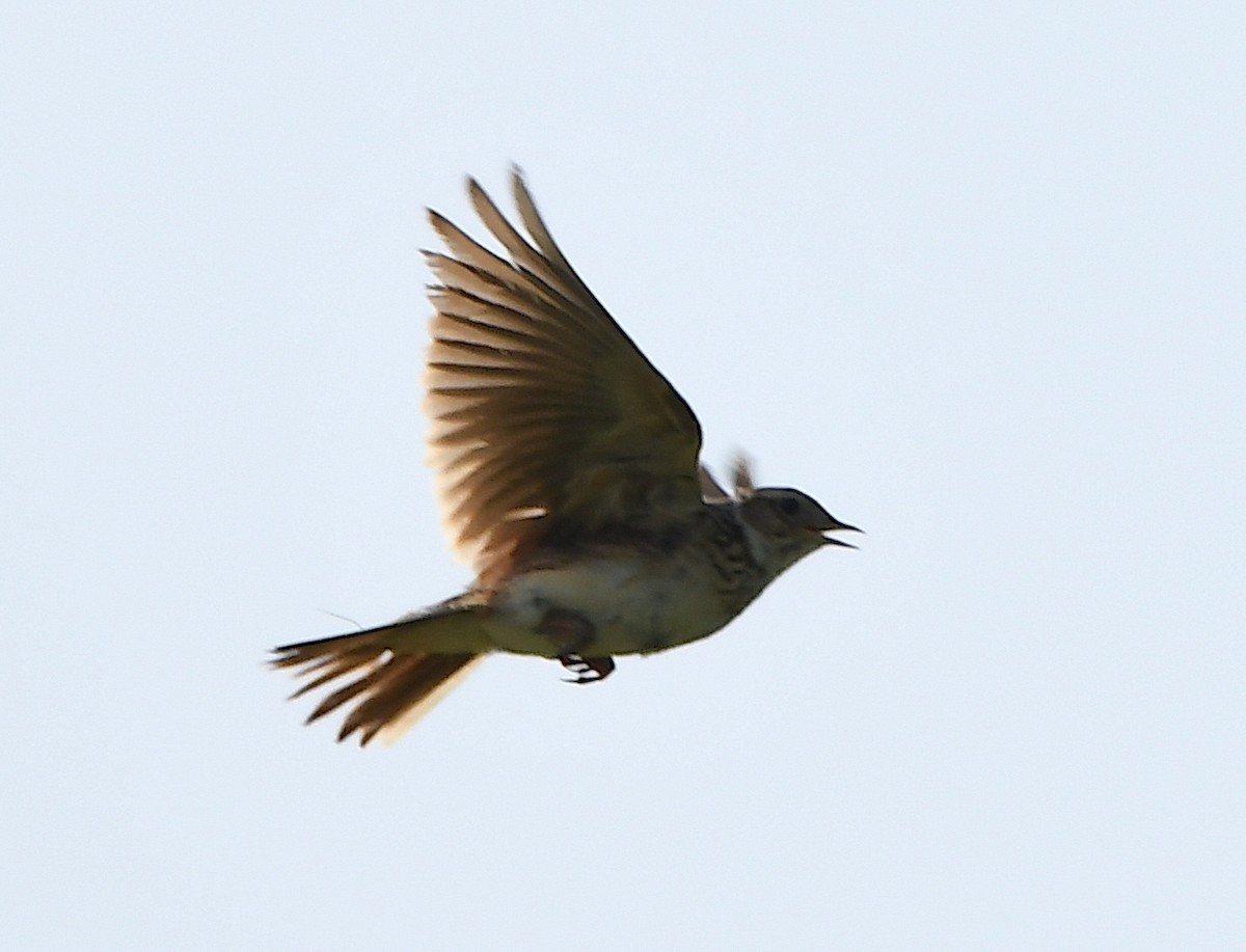 Eurasian Skylark - ML620613309