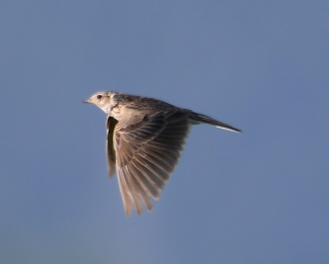 Eurasian Skylark - ML620613310